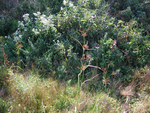 Photo By: Stephen M. Young. Photo taken: Suffolk County, NY on 19 September 2002